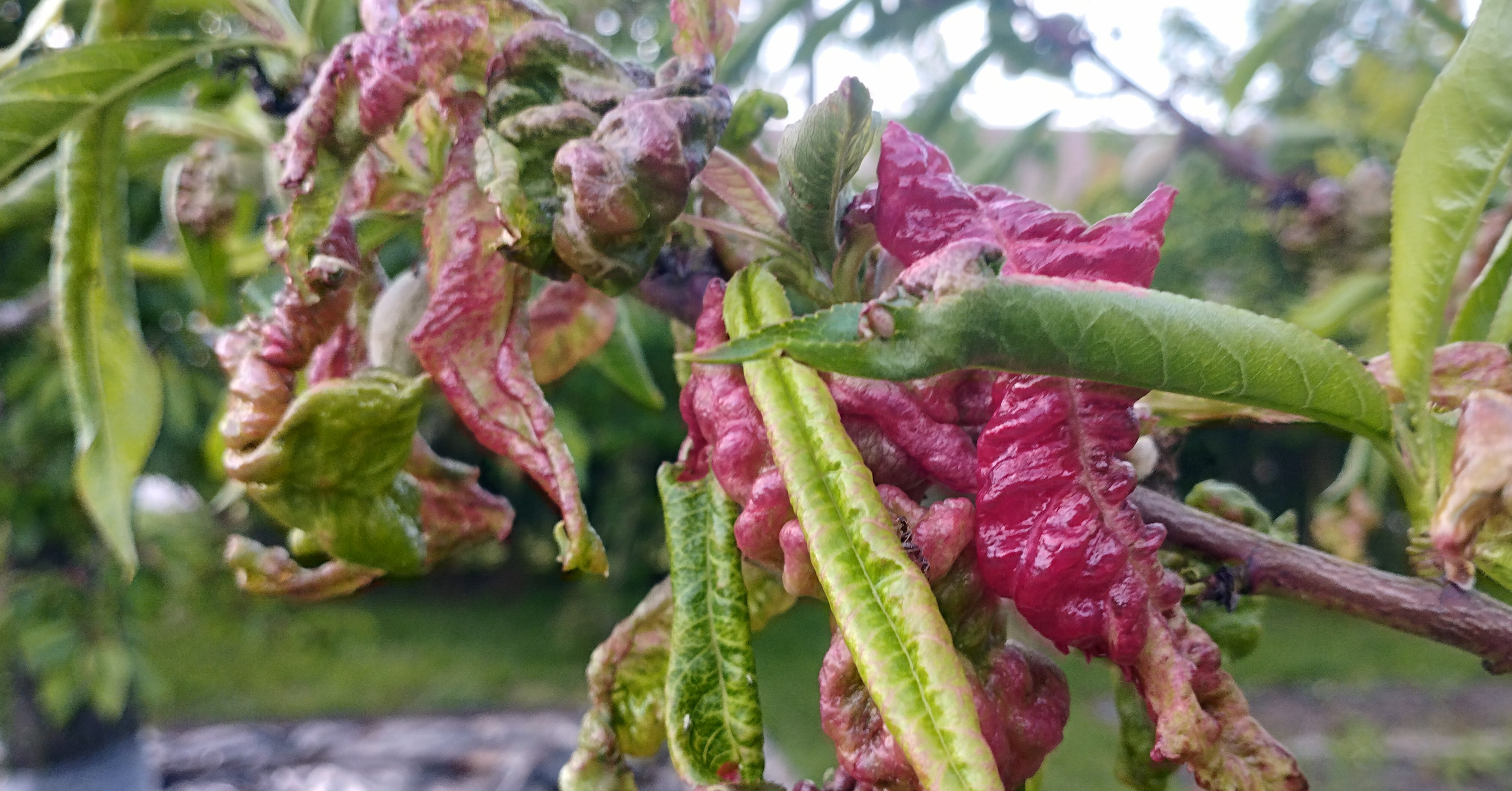 Növényvédelmi teendők – 2023. június 1. hét